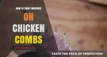 Treating Frostbite on Chicken Combs: Essential Care Tips for Healthy Flocks