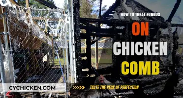 Effective Treatment Methods for Fungus on Chicken Combs: A Guide
