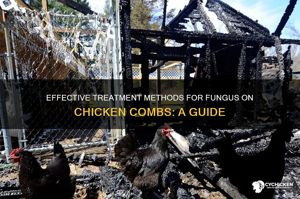 how to treat fungus on chicken comb