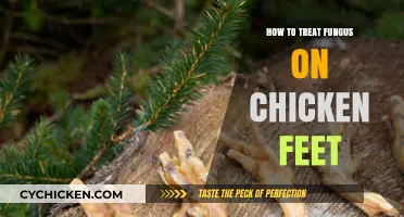 Effective Treatment Methods for Fungus on Chicken Feet: A Guide