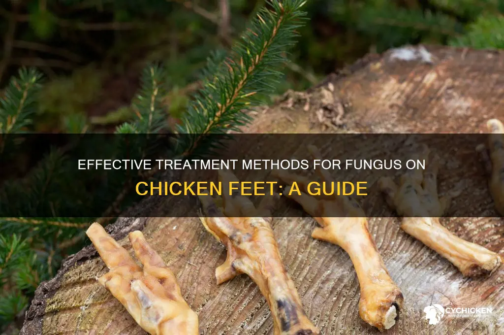 how to treat fungus on chicken feet