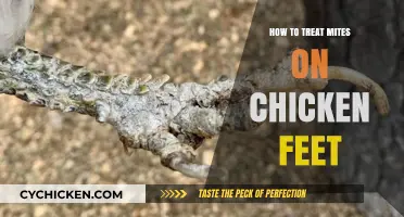 Effective Mite Treatment for Healthy Chicken Feet: A Comprehensive Guide