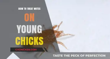 Effective Mite Treatment for Young Chicks: A Comprehensive Guide
