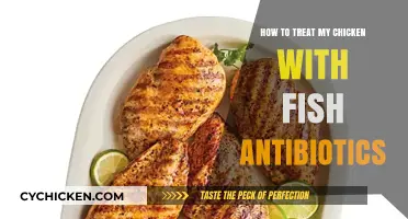 Using Fish Antibiotics for Chickens: Safe Treatment Tips and Guidelines