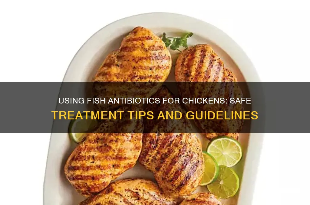 how to treat my chicken with fish antibiotics