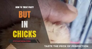 Effective Treatment for Pasty Butt in Chicks: A Comprehensive Guide