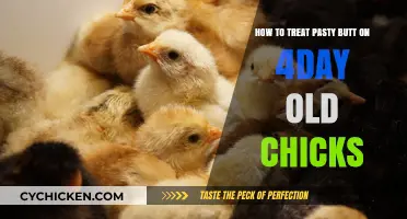 Treating Pasty Butt in Young Chicks