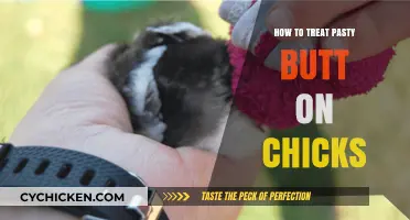 Effective Treatment and Prevention Tips for Pasty Butt in Chicks