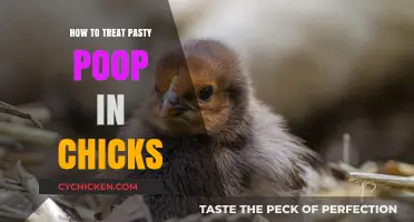 Treating Pasty Poop in Chicks: Effective Remedies and Prevention Tips