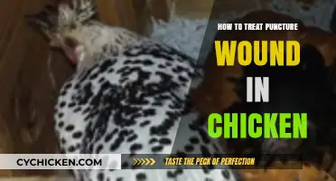 Effective Treatment for Chicken Puncture Wounds: A Step-by-Step Guide