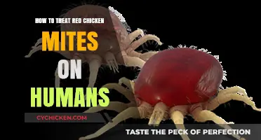 Effective Ways to Treat Red Chicken Mite Infestations in Humans