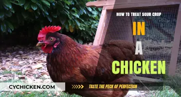 Effective Treatment and Prevention of Sour Crop in Chickens