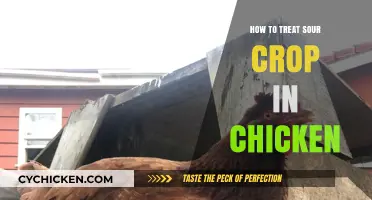 Effective Treatment and Prevention of Sour Crop in Chickens