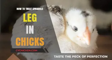 Effective Spraddle Leg Treatment for Chicks: A Step-by-Step Guide