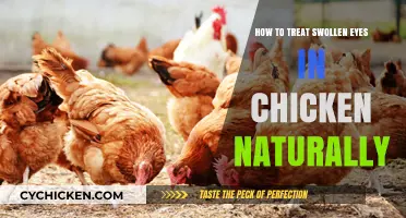 Natural Remedies for Swollen Eyes in Chickens: A Simple Guide