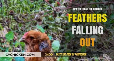Effective Solutions for Treating Chicken Feather Loss and Promoting Regrowth