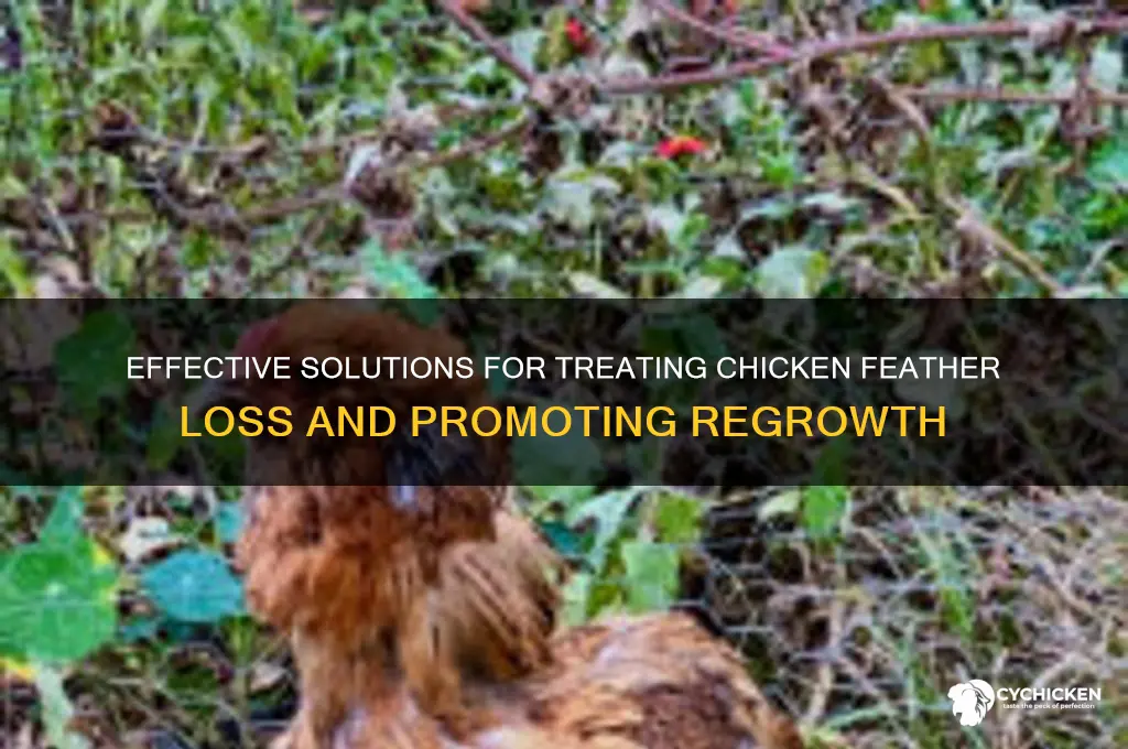 how to treat the chicken feathers falling out