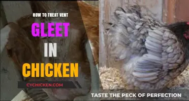Effective Treatment Strategies for Vent Gleet in Chickens: A Comprehensive Guide