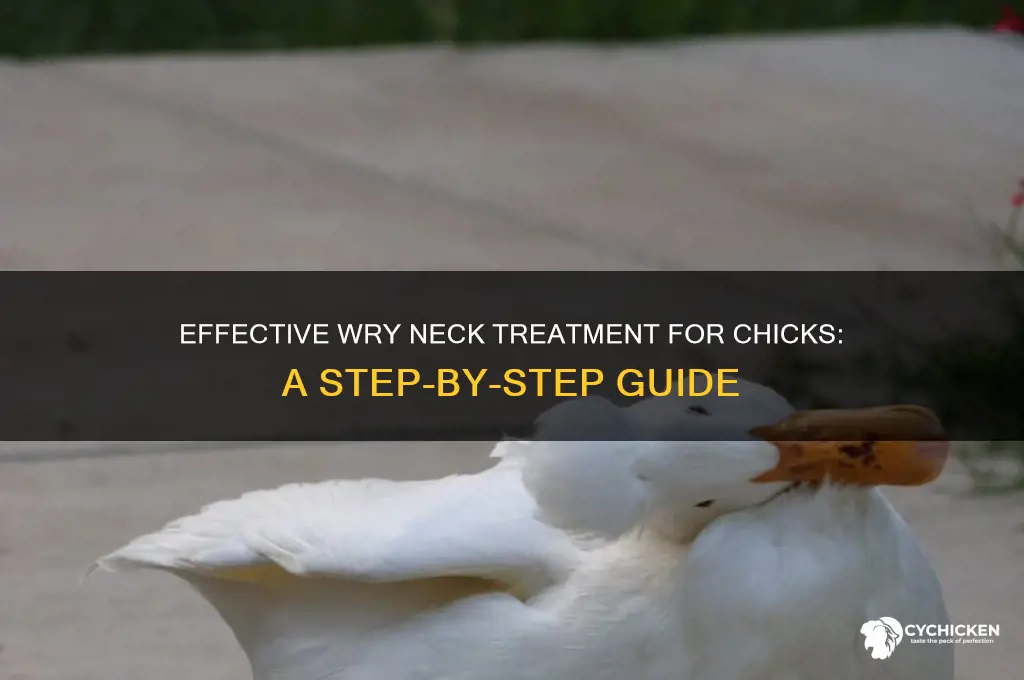 how to treat wry neck in chick