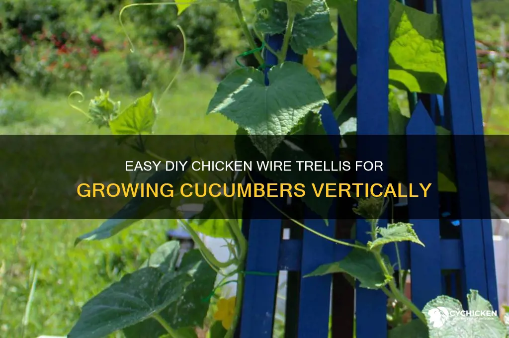 how to trellis cucumber with chicken wire