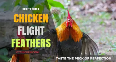 Trimming Chicken Flight Feathers: A Step-by-Step Guide for Healthy Birds