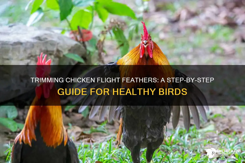 how to trim a chicken flight feathers