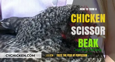Trimming a Chicken's Scissor Beak: A Step-by-Step Guide for Poultry Care