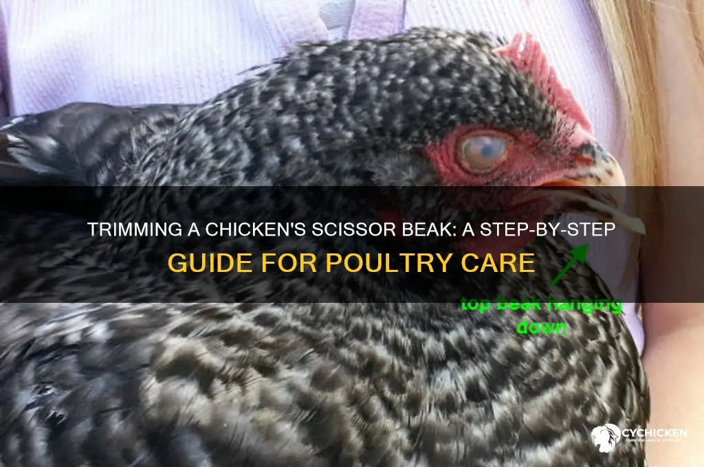 how to trim a chicken scissor beak