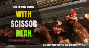 Mastering Chicken Grooming: Trimming Scissor Beaks with Precision and Care