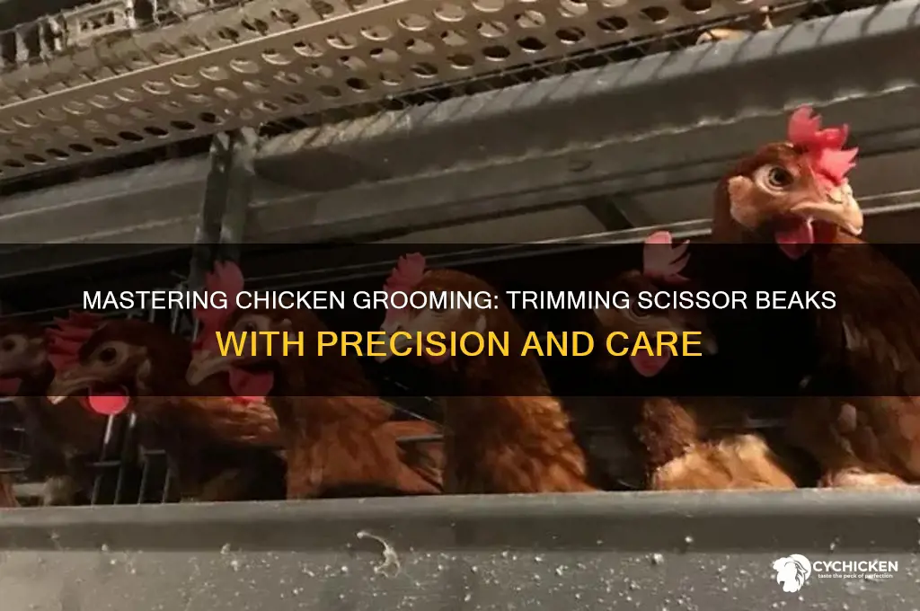 how to trim a chicken with scissor beak