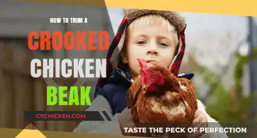 Correcting Crooked Chicken Beaks: A Step-by-Step Trimming Guide