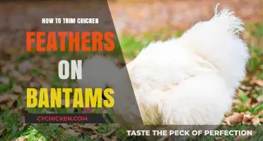 Trimming Bantam Chicken Feathers: A Step-by-Step Guide for Beginners
