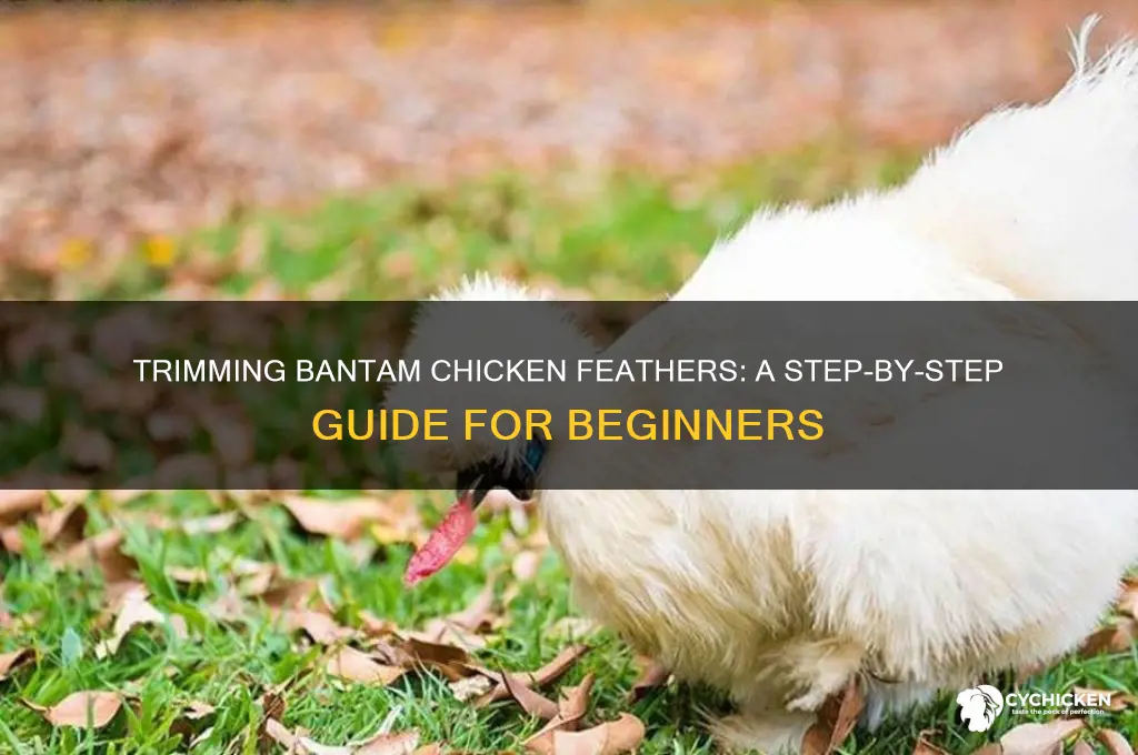 how to trim chicken feathers on bantams