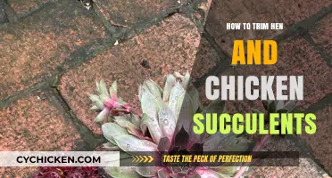 Trimming Hen and Chicken Succulents: A Step-by-Step Guide for Healthy Growth