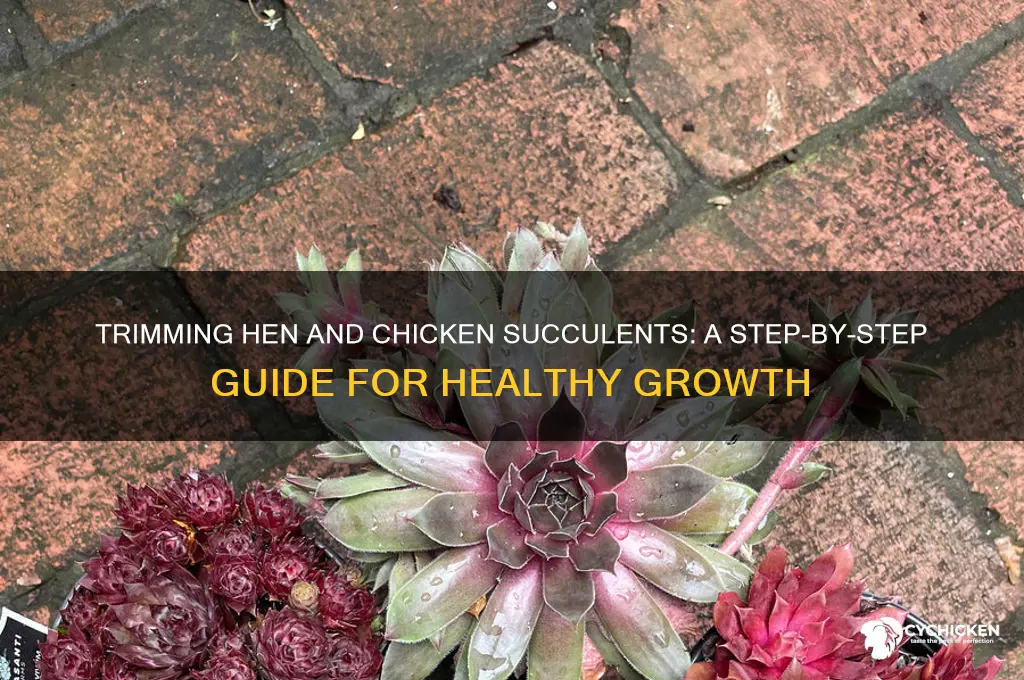 how to trim hen and chicken succulents