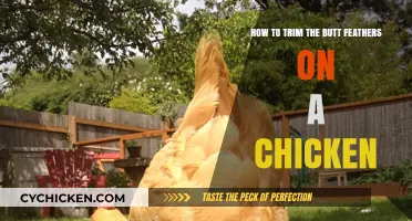 Trimming Your Chicken's Butt Feathers: A Step-by-Step Guide