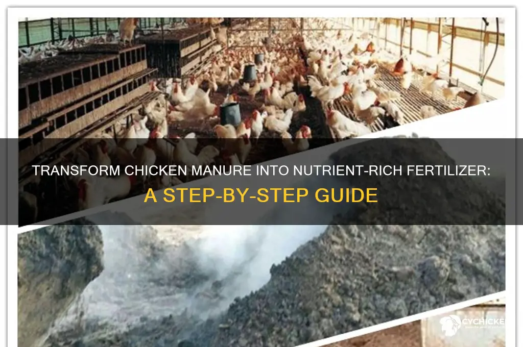how to turn chicken manure into fertilizer