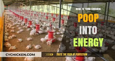 Transforming Chicken Waste: Sustainable Energy Solutions from Poultry Poop