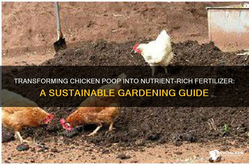 how to turn chicken poop into fertilizer