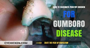 Effective Poultry Vaccination Strategies Against Gumboro Disease in Chickens