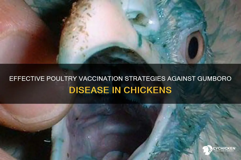 how to vaccinate poultry chicken for gumboro disease