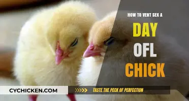 Vent Sexing Day-Old Chicks: A Beginner's Guide to Accurate Gendering