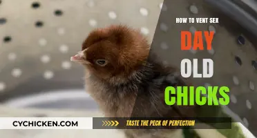 Effective Venting Techniques for Day-Old Chicks: A Step-by-Step Guide