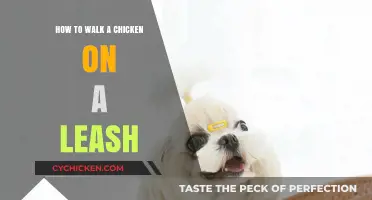 Leash Training Your Chicken: A Step-by-Step Guide to Walking Poultry