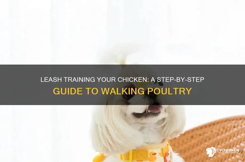 how to walk a chicken on a leash
