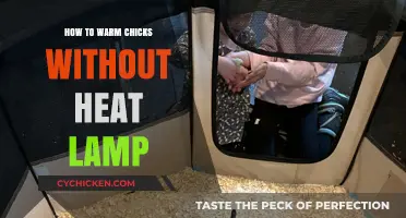 Safe and Cozy: Alternative Methods to Warm Chicks Without a Heat Lamp