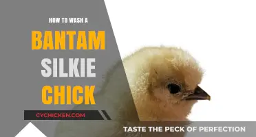 Gentle Care: Washing Your Bantam Silkie Chick Safely and Easily