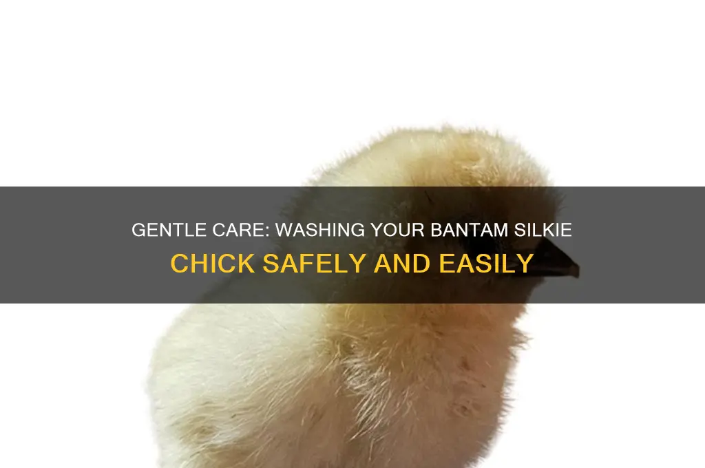 how to wash a bantam silkie chick