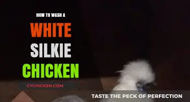 Caring for Your Silkie: A Guide to Washing White Silkies