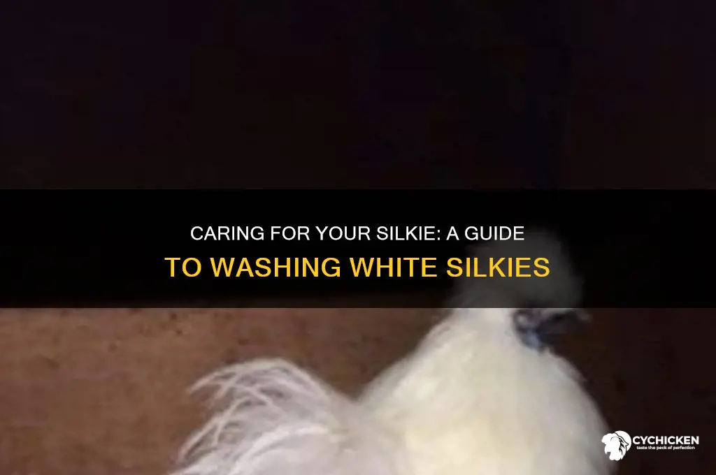 how to wash a white silkie chicken